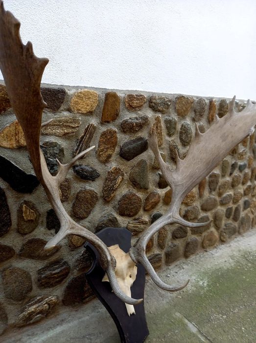 Coarne de cerb Lopătar