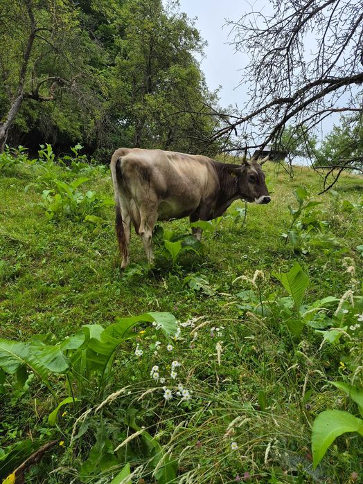 Vand vaca cu vitel
