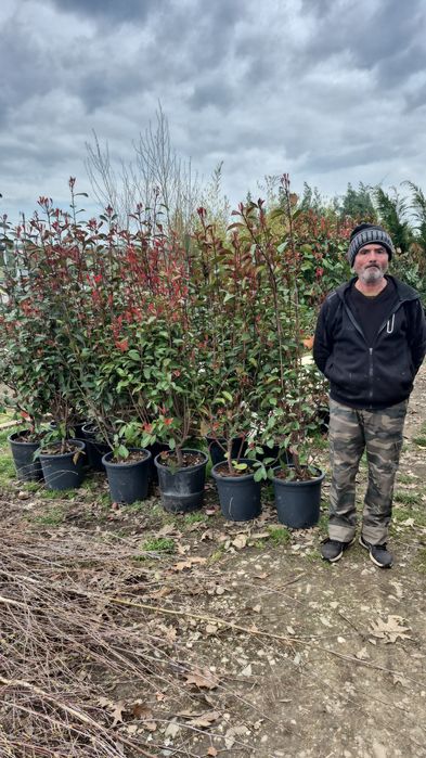 Thuia  leilandi plante