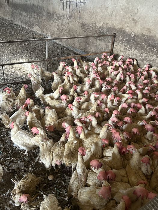 Куры несушки с доставкой