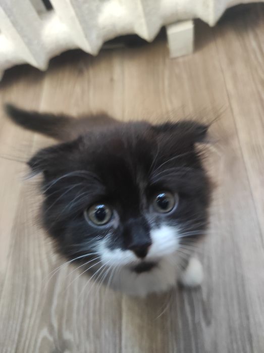 Котенок мальчик отдам