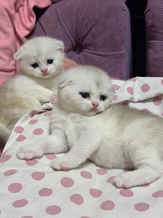 Шотланский Скоттиш Фолд! Колорная Шиншилла!