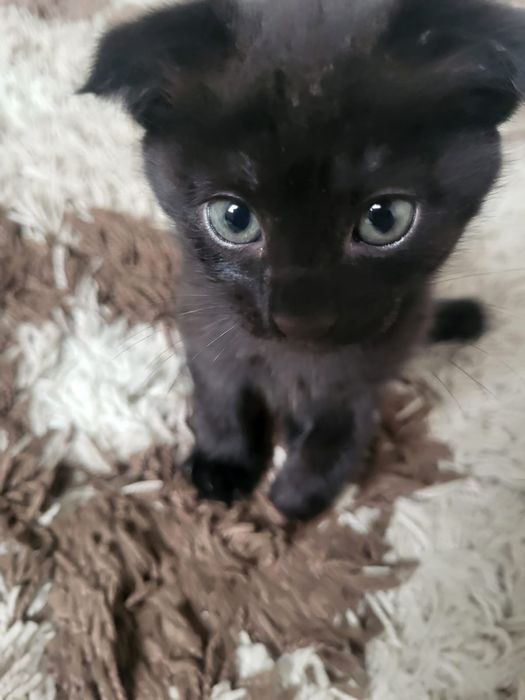 Котята черный и белый