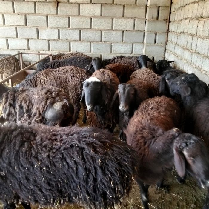 Қошқар, Қойлар бар қозысымен