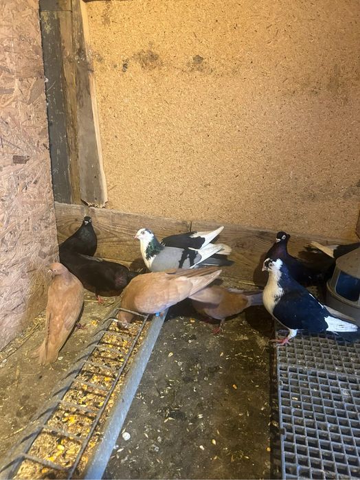 Jucatori de galati si voltati