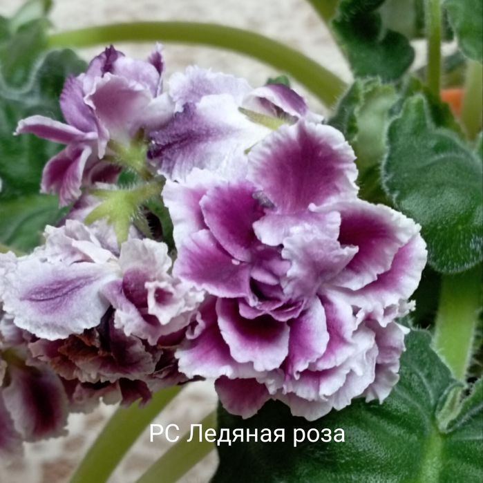 Распродажа деток сортовых фиалок