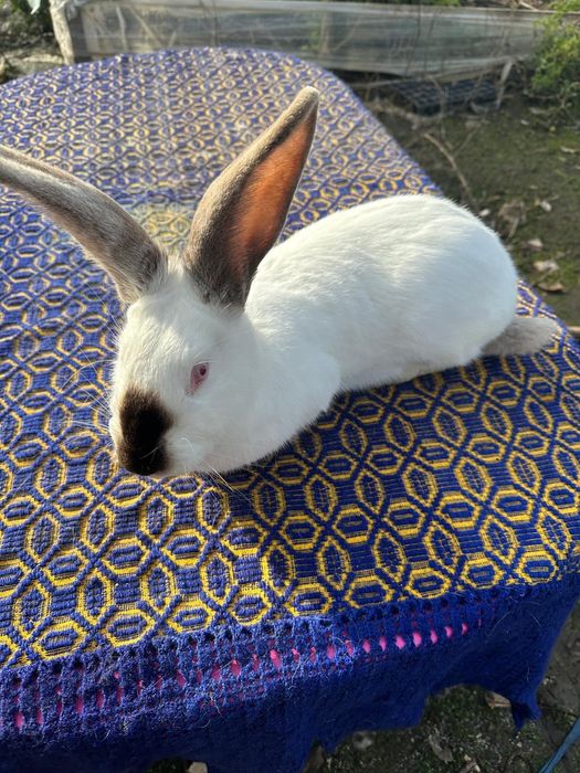 Uriaș de Transilvania schimb cu Rex tricolor