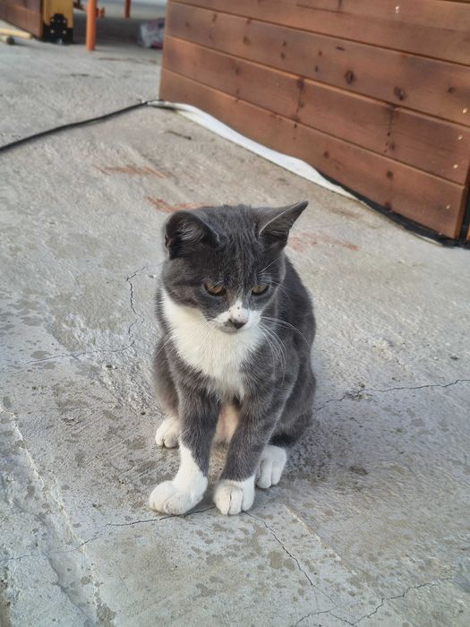 4 Котки 6 месеца