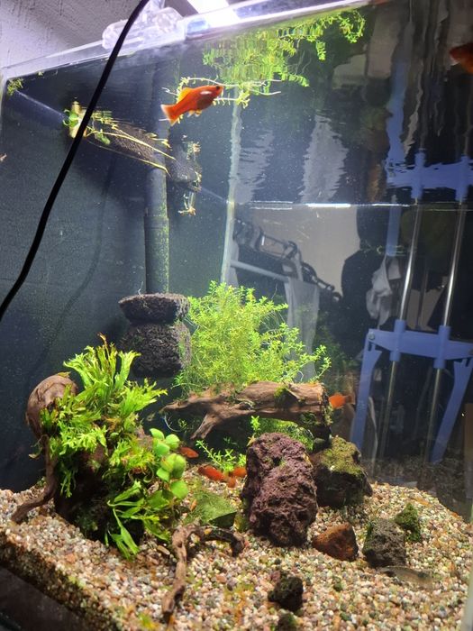 Аквариум 60 литров.