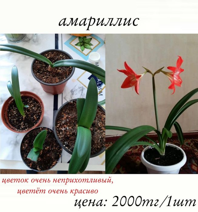 Амариллис (комнатные цветы)