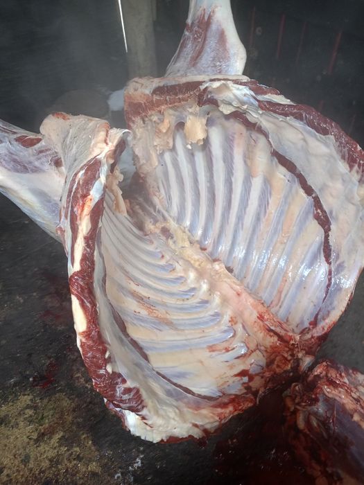 Продам говядину телки жирные.