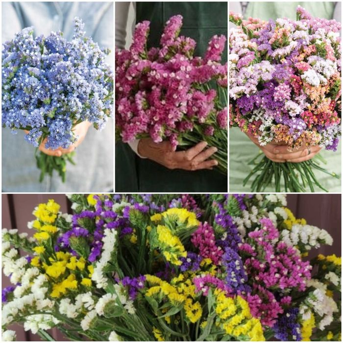 Семена сезонных цветов