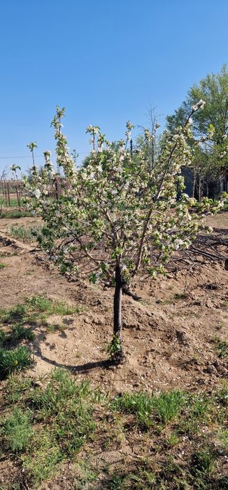 Срочно продам дачу