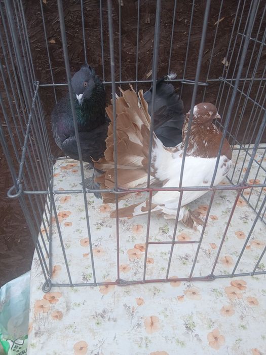De vanzare păsări si porumbei ornament