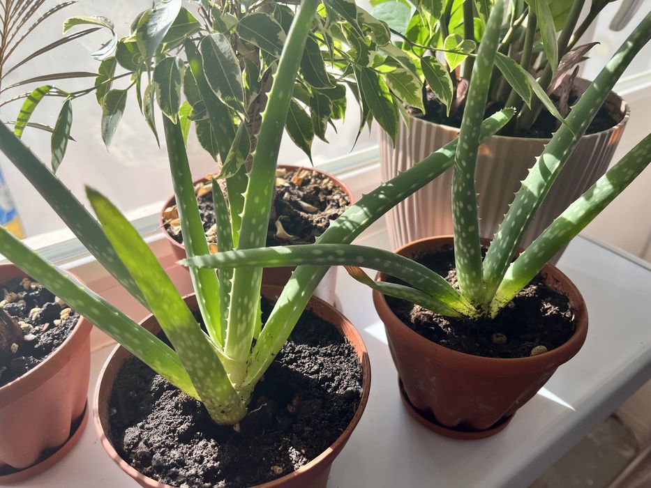 Алое лечебное жк шыгыс