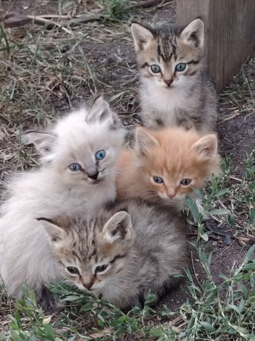 Отдам котят в добрые руки