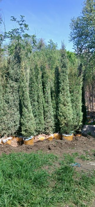 Ko'chatlarimiz bor Toshkent rohat posti oldida