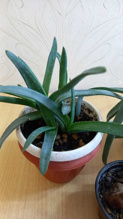 Комнатные цветы. Кактус, Алоэ, Эхеверия