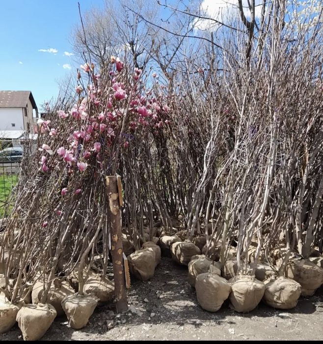 Plante ornamentale aclimatizate