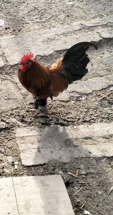 Vând cocoși pitici