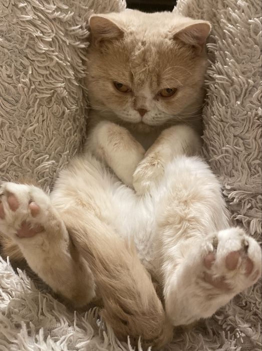 Отдам британского кота