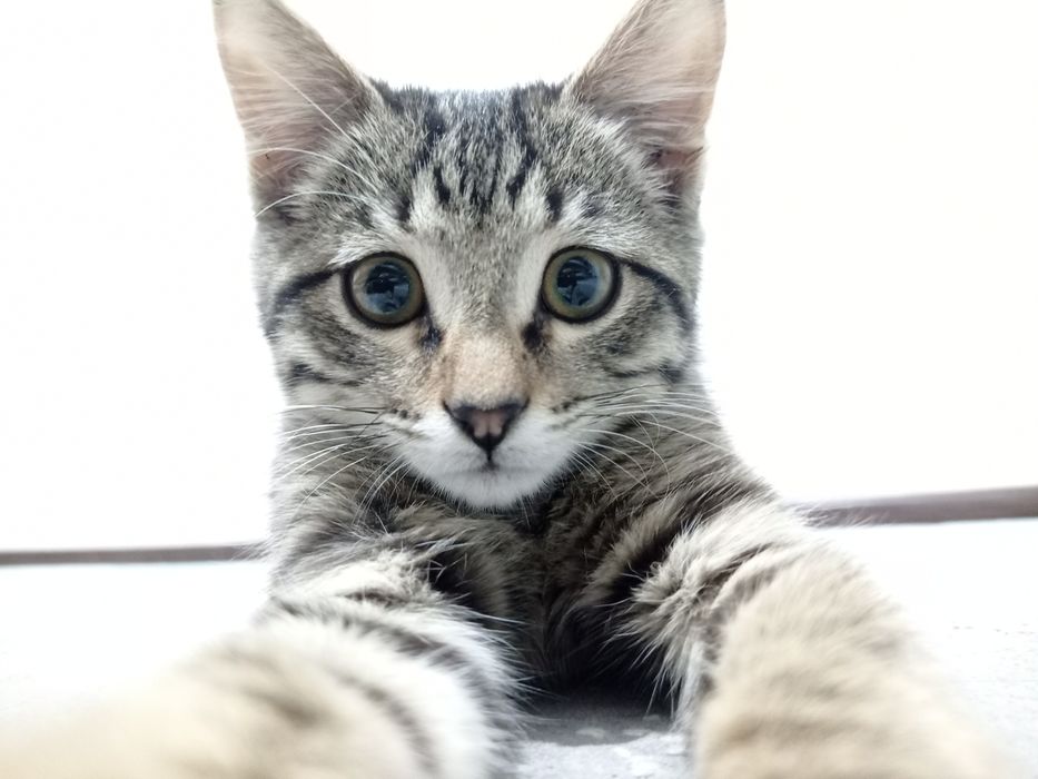 Котёнок милый ^•_•^