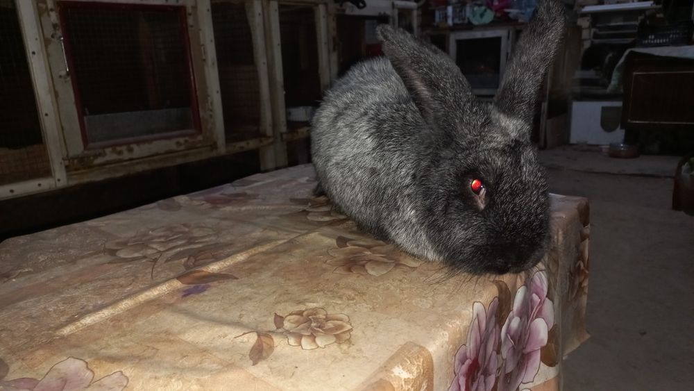 Полтавское серебро самец.