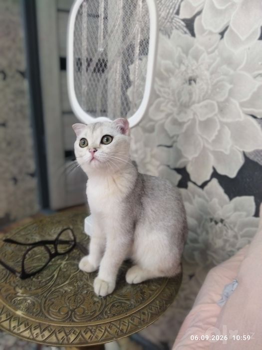 Продается котёнок Скотиш фолд