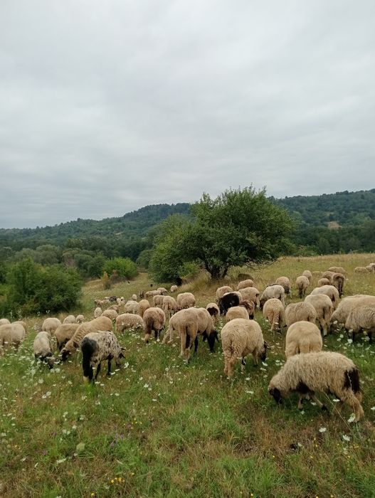 Vând Oi Breze, preț negociabil