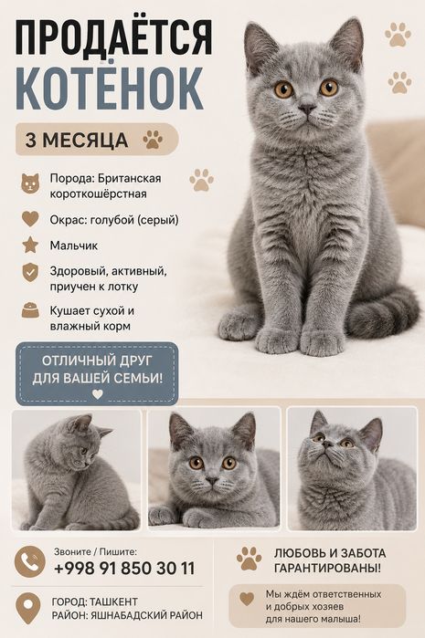 продается котёнок