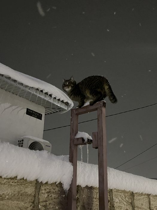 1жастағы мысық қыз