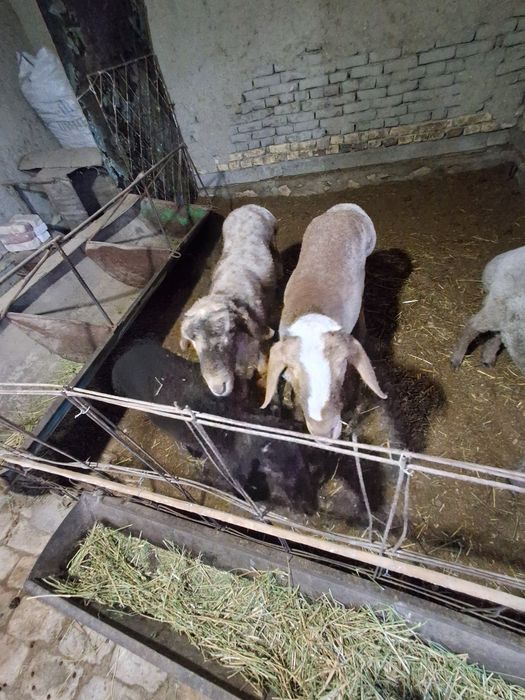 Бокиладиган куйлар