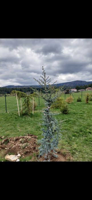 Парцел на Цигов чарк 1250 Квадратни метра