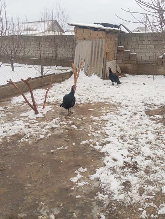 Птицы индюк курке