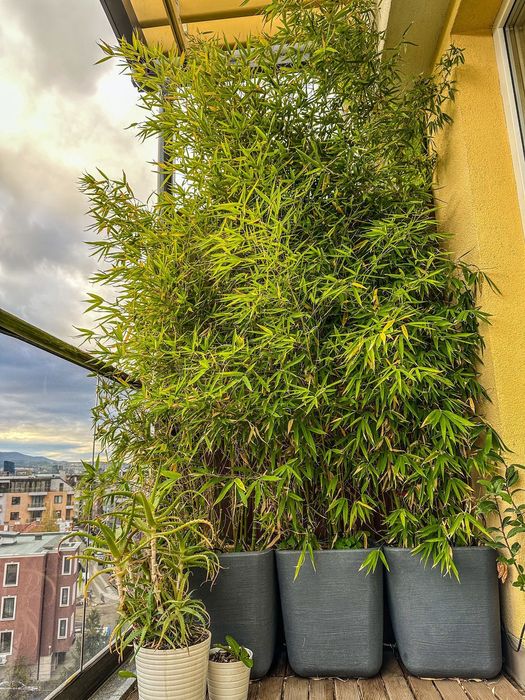 Бамбук - зимоустойчив