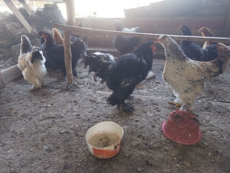 Брама тоза хуроз ва товуклари