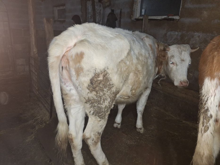 Қашар, баспақ қашар, еркек бұзаулар сатылады