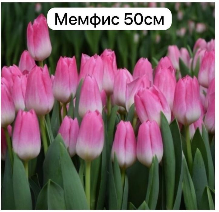 Свежие Тюльпаны для любимых