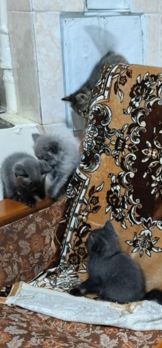 Ласковые котята отдадим в добрые руки