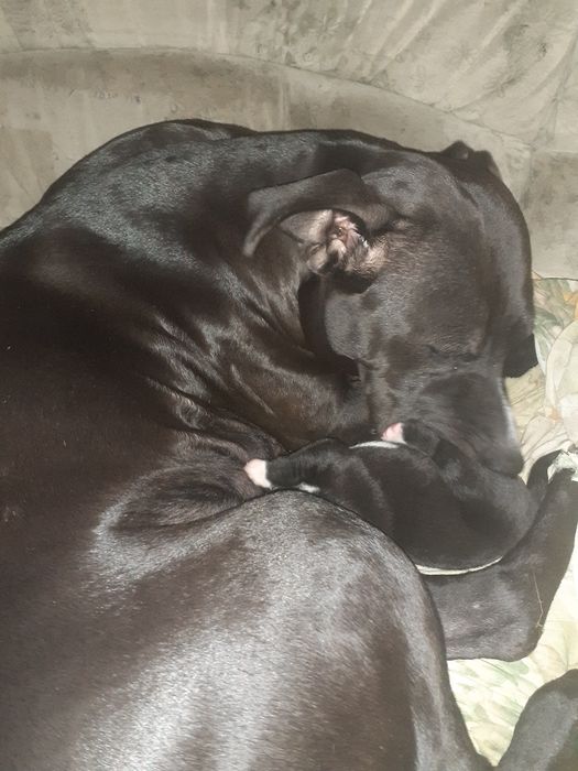 Продам щенка пит-бультерьера за 30тысяч