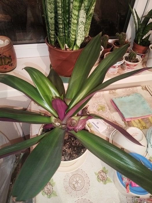 Продам цветы комнатные