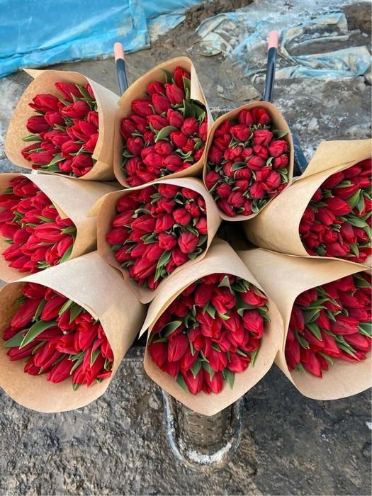 Оптовые продажи тюлпаны