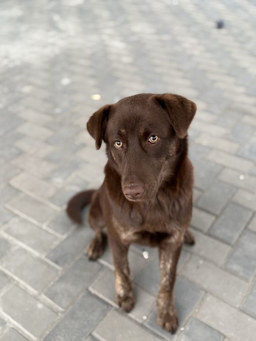 Отдам Лабрадор девочка