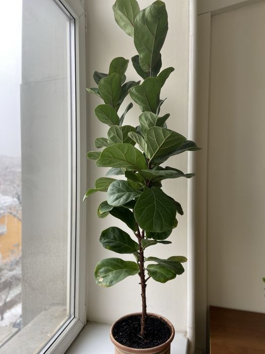 Фикус лирата 120 см.