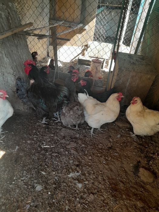 Продам кур несушек