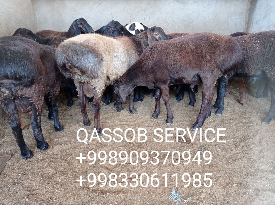 Qassob-Қассоб сервис хизмати