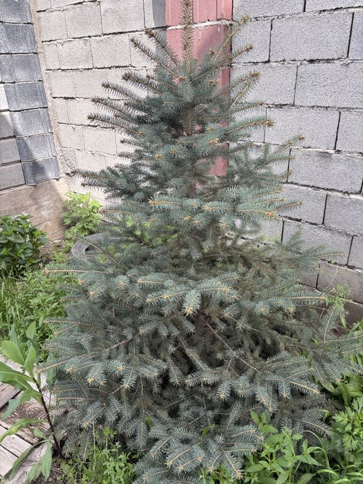 Продам сизы