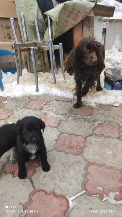 Отдадим в добрые руки щенят,мальчики и девочки.