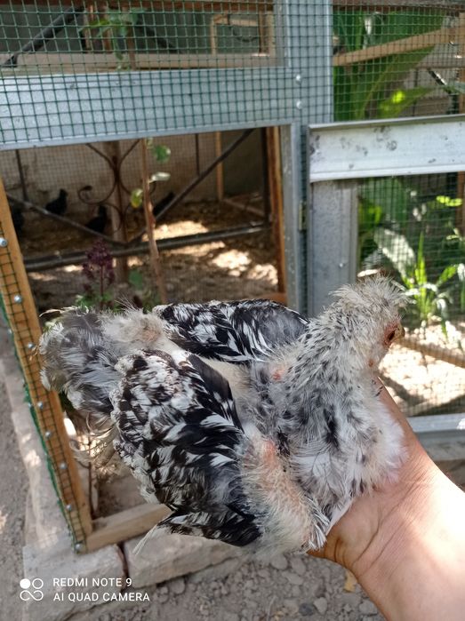 Брама жужалари сотилади.