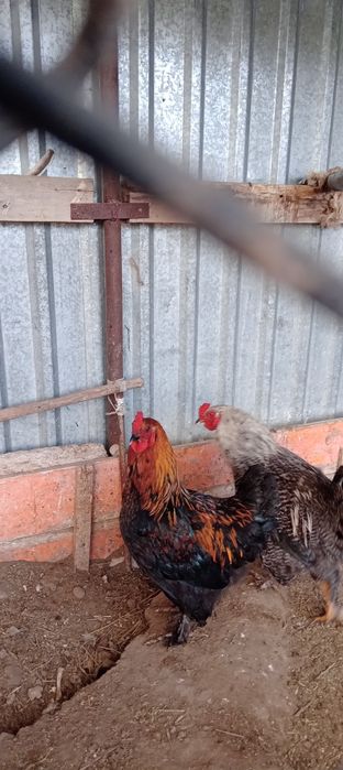 Қораз сатылады  жас